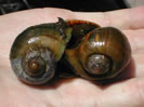 Photo of Channeled Apple Snails.
