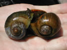 Channeled apple snail