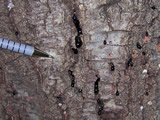 Photo of bark bleeding on coast live Oak tree.