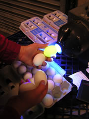 Photo shows an inspector inspecting eggs with a candler.
