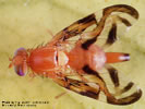Photo of a Caribbean Fruit Fly.