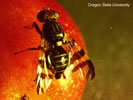 Photo of a Western Cherry Fruit Fly.