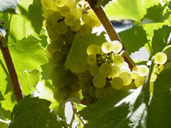 Grapes in an Alameda County vineyard