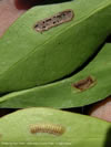 Photo of dead egg mass (top) and viable egg mass (bottom) on a leaf.