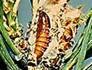 Photo shows European Pine Shoot Moth larva in a pine tree.
