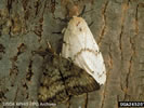 Photo shows a 2 Gypsy Moths on a tree trunk.