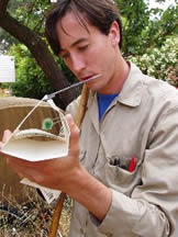 Photo shows a trapper checking a Jackson Trap baited with with methyl eugenol.