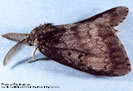 Picture of a male Gypsy Moth. 