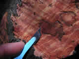 Photo of Sudden Oak Death-infected tissue from Coast Live Oak.