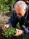 Photo of an inspector inspecting incoming nursery stock for Glassy-winged Sharpshooter.