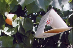 Photo shows triangular-shaped Jackson trap hanging in an apricot tree.