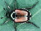 Photo shows a Japanese Beetle