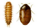 Drawing shows a larva and adult Khapra Beetle.