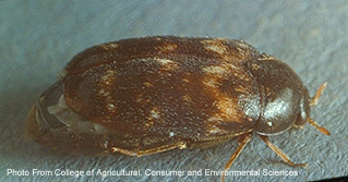 Photo of brown-colored Khapra Beetle