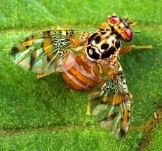 Photo of Mediterranean Fruit Fly