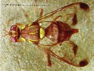 Picture of a Melon Fruit Fly.