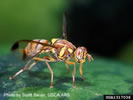 Photo shows a Melon Fruit Fly on a piece of fruit.
