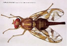 Picture of Mexican Fruit Fly.