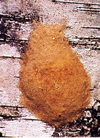 Photo shows a Gypsy Moth egg mass on a tree.