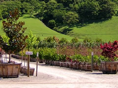 Photo shows plants and trees in a wholesale nursery.