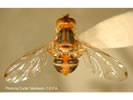 Photo of an Olive Fruit Fly.