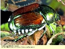 Picture of Japanese Beetle.