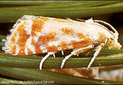 Photo of European Pine Shoot Moth with white and orange-brown colored wings clinging to a pine needle.
