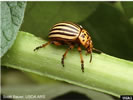 Photo of a Colorado Potato Beetle.