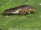 Photo of Adult Glassy-winged Sharpshooter.