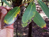 Photo of spotting on bay leaves caused by  Sudden Oak Death.