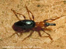 Photo of a Sweet Potato Weevil.
