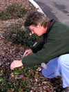 Photo of an inspector surveying for Glassy-winged Sharpshooter.