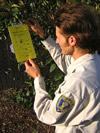 Photo of an insect trapper inspecting a trap for Glassy-winged Sharpshooter.