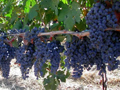 Clusters of grapes in an Alameda County vineyard