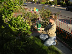 Photo of a young Agriculture employee inspecting an insect trap.