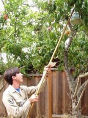 Photo of a young Agriculture employee placing an insect trap in a tree.