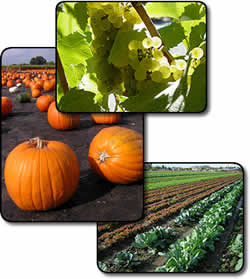 Three photos show a cluster of grapes, a field of pumpkins, and a vegetable field.