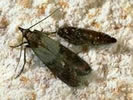 Photo of a small black-colored moth.