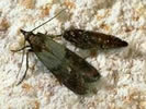 Photo of two meal moths on some flour.