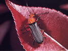 Photo of the beneficial insect Leatherwing Beetle perched on a red leaf.
