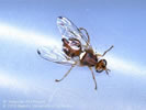 Photo of an Olive Fruit Fly with a brown-colored body and clear wings.