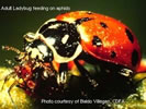 Photo of a ladybug eating an aphid. 