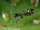 Photo of a small balck-colored ant.