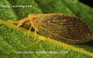 Photo shows brown-colored Lacewing with large brown wings.
