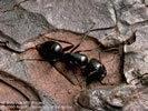 Photo of a black ant on a rock.