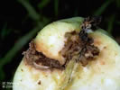 Photo shows blackened damage to a fruit infested by Coddling Moth.