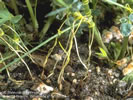 photo of small green vines of the dodder weed.