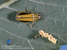 Photo shows 1 tan and black colored beetle on a leaf.