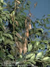 Photo shows brown leaves which indicate Fire Blight Disease.