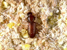 Photo of a brown-colored beetle.